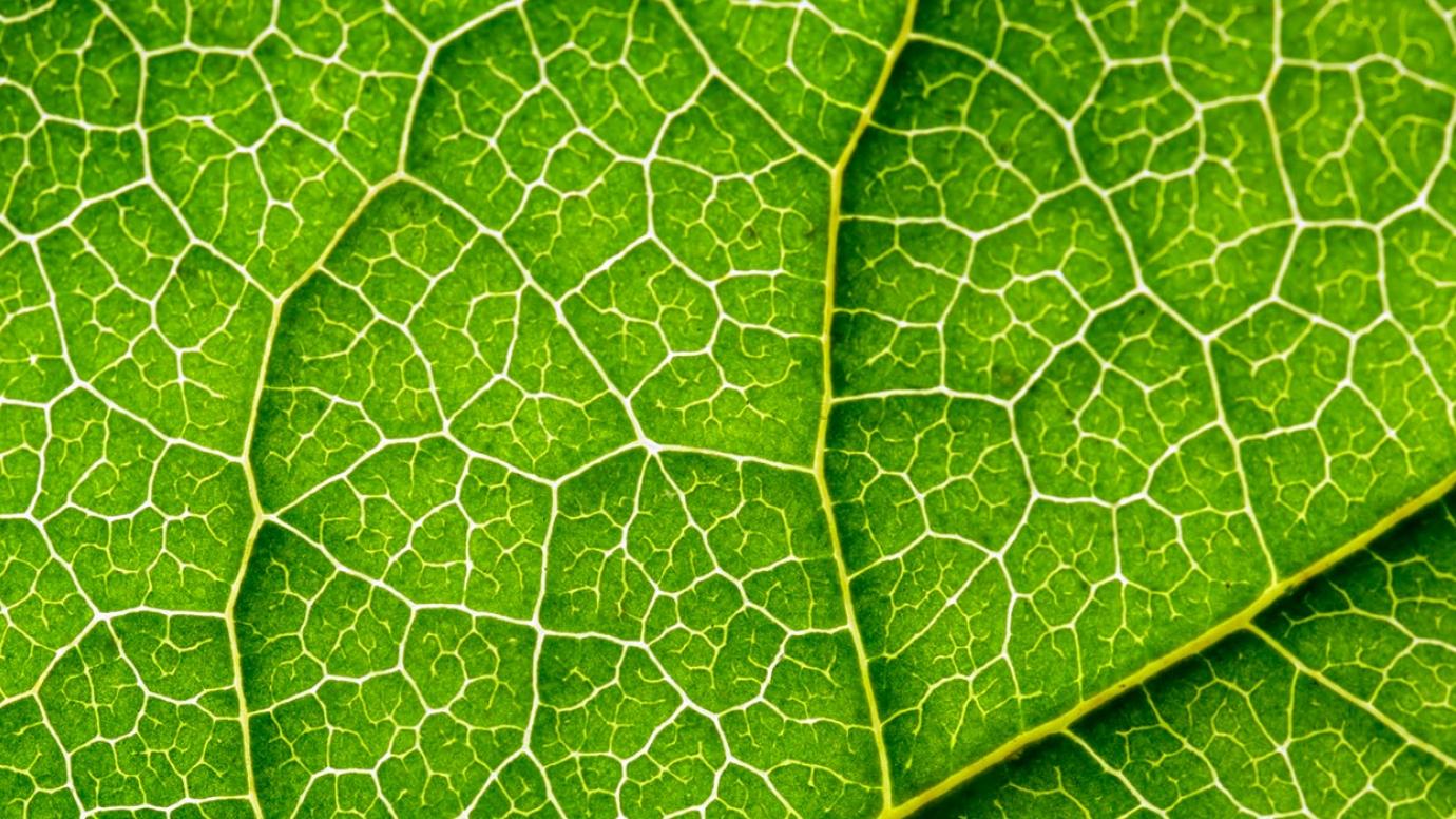 A leaf depicting the green element of the msca charter