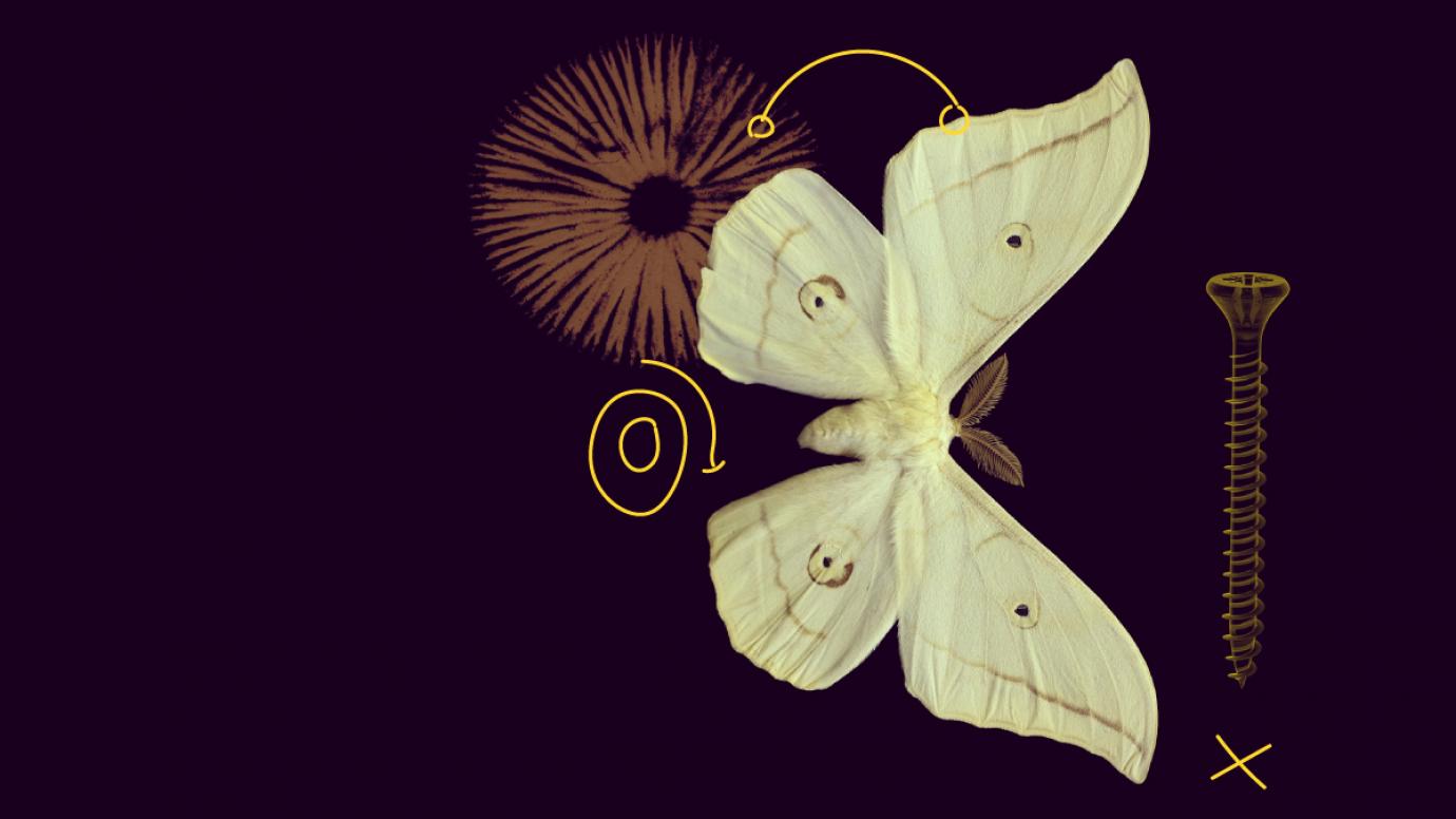 Banner image of fossilised butterfly