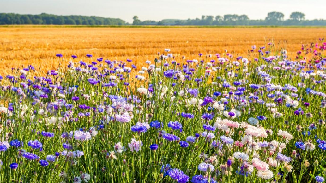 Field with flowers and cut wheat