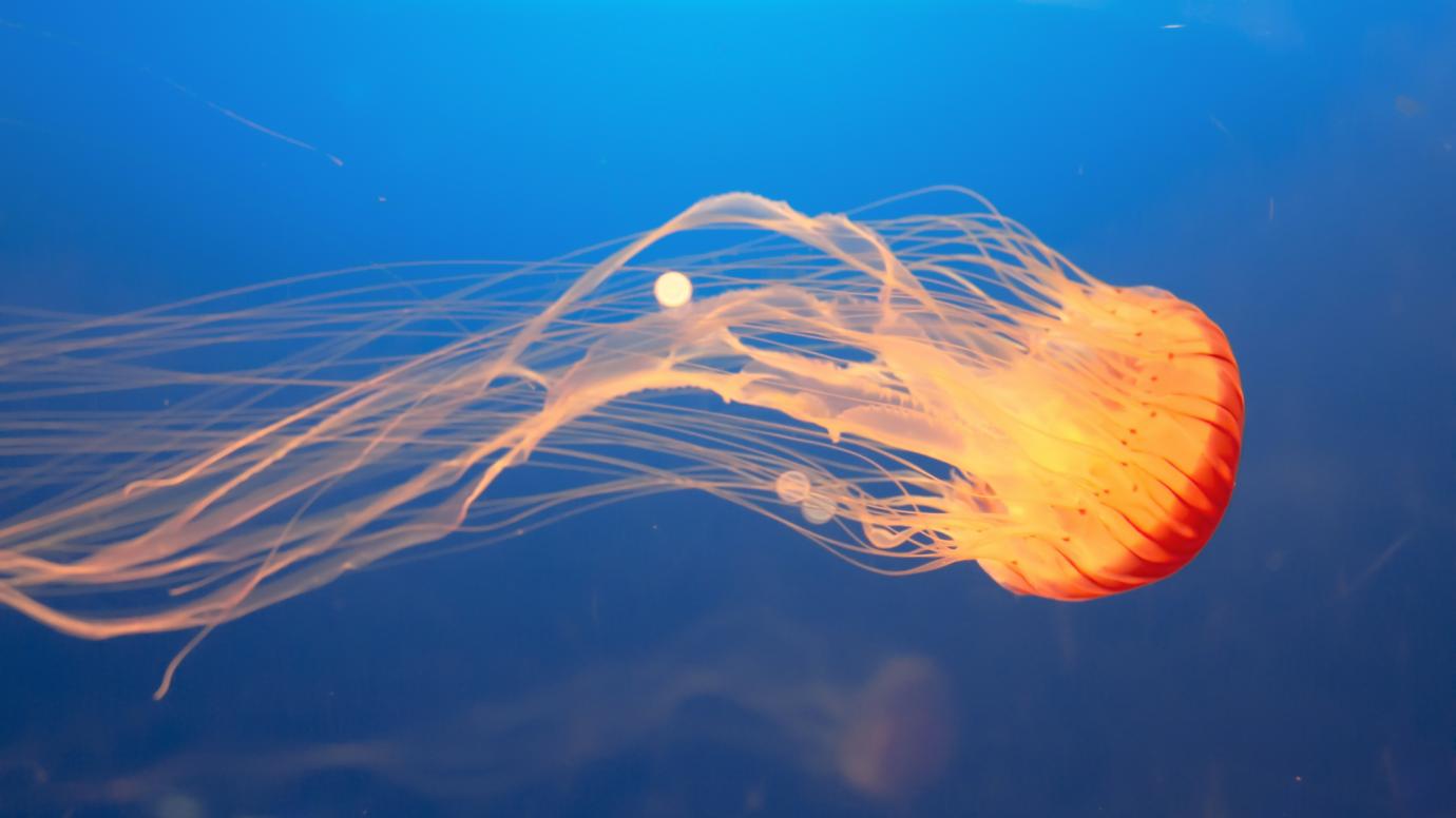 Orange Jellyfish swimming in the blue ocean