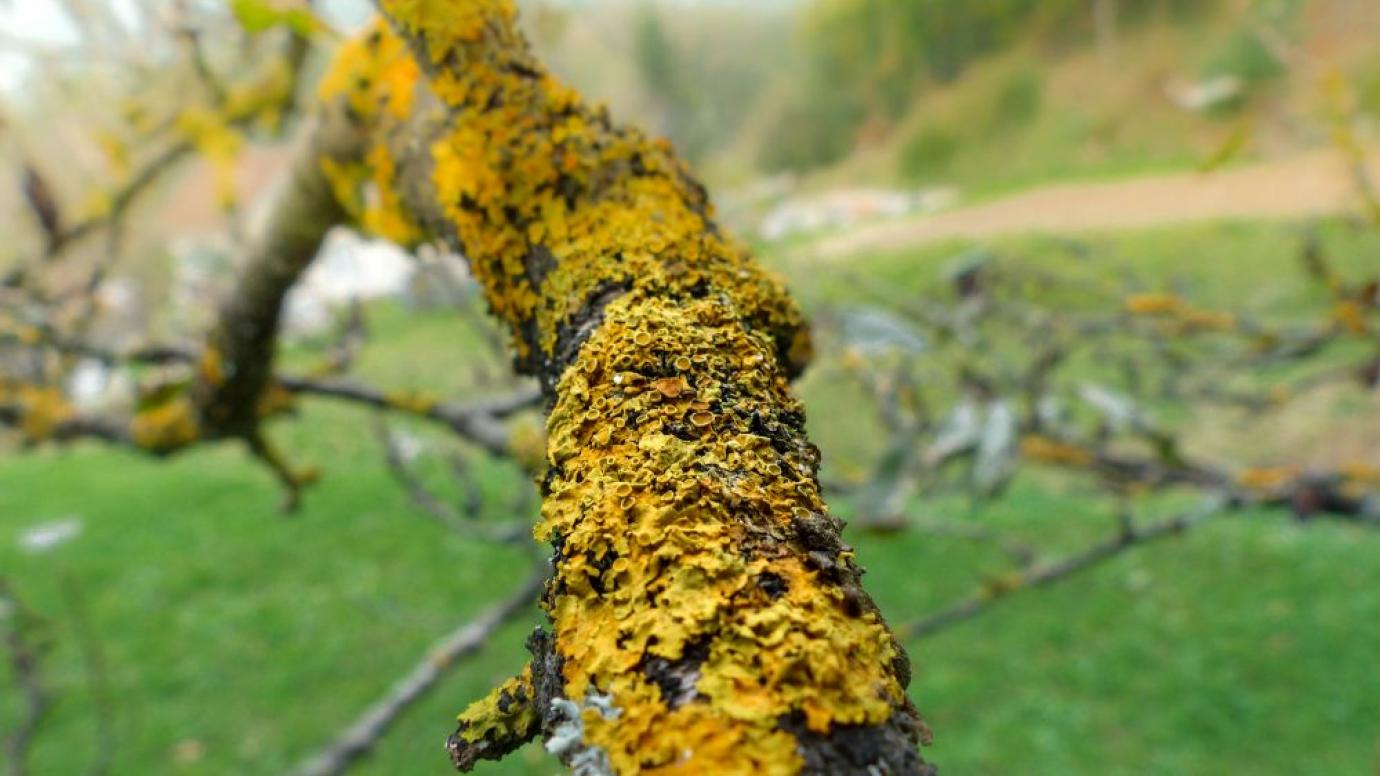 Lichen on a tree
