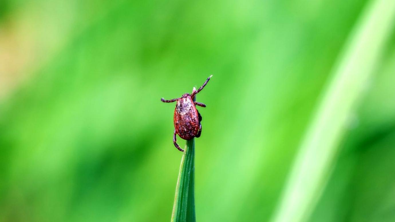 Close up of a mite in a green field