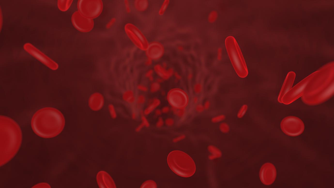 Red blood cells in vein. Human blood.